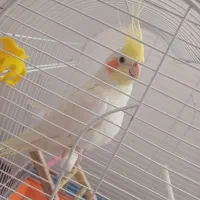 دو عدد عروس هلندی نر و ماده