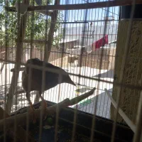 مرغ مینا با قفس بزرگ