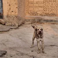 سگ پژدر ۱۶ ماهه نسل دار