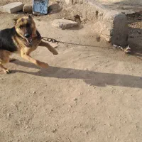 سگ ژرمن