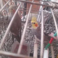 عروس هلندی نروماده
