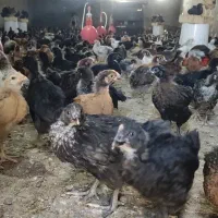 مرغ و خروس گلپایگان