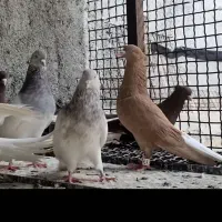 سینه.زرد دم سفید.هفترنگ دم سفیدکلاغ رسمی.چپ سیاه