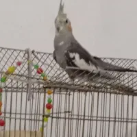 عروس هلندی گم شده