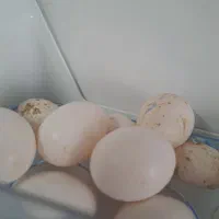تخم کفتر
