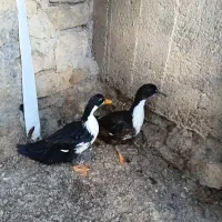 اردک نر وماده