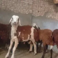 برقوچ