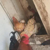 فروش مرغ مولد برهما و خروس