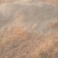 کاه جو درجه یک نرم دونه دار