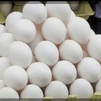 تخم مرغ