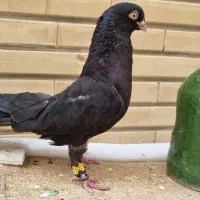 زاغ آبادانی نر پلاکی سخریج نر دوتا ۴۰۰ تومان