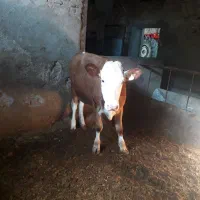 زمین بهر جاده