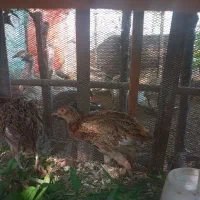 جوجه شاخدار