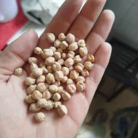 نخود کرماانشاه