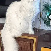 معاوضه گربه...