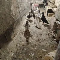 چندتا جوجه سبز سار پولکی نر ماده