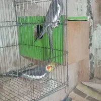 عروس هلندی دستی و مرغ عشق