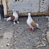 کفتر  ماده پشتی آلمانی کبوتر درجه یک