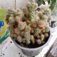 گل های طبیعی رایگان بدون گلدان