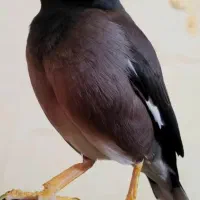 مرغ مینا گمشده