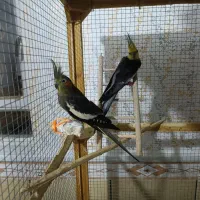 عروس هلندی