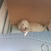 سگ پاکوتاه