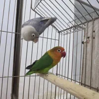 طوطی برزیلی فیشر
