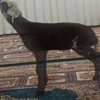 بره شیری