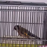 سهره قرص بخون