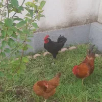 خروس سیاه نژاد دار