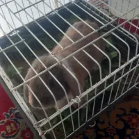خرگوش