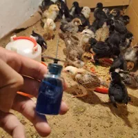 جوجه گلین بلک استار برهما