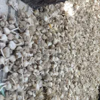 سیر محلی اعلا