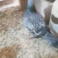 بیست تا کبوتر ذات بیست