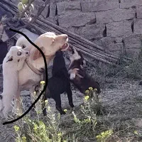 سگ پاکوتاه فروشی