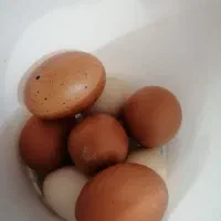 جوجه مارانس یا مارانز گرید بالا و الیواگر تخم سبز