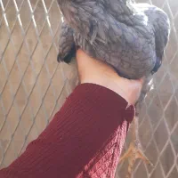 مرغ گلین طوسی