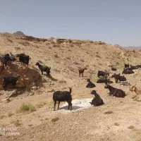 بز و کره
