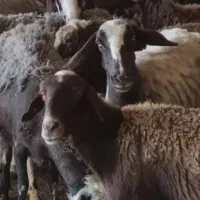 گوسفند
