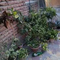 گل وگیاه....شفرا دونه ای۳۰۰قابل تکثیراست|گل و گیاه طبیعی|مراغه, |دیوار