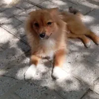 سگ پامر7ماهه
