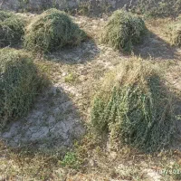 یونجه درجه یک بدون علف