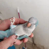 راهب نر با تست