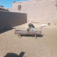 بوقلمون نر