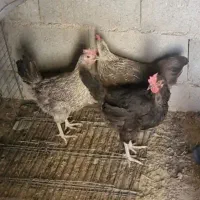 فروش مرغ محلی