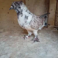 نر قاره