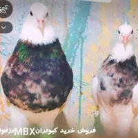 خرید و فروش کبوتر MBXدزفول