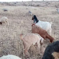 بزو بزغاله نر