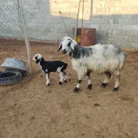 فروش شیشک بره دار