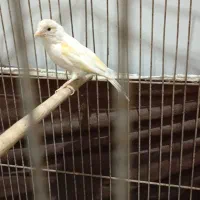 ماده قناری آماده